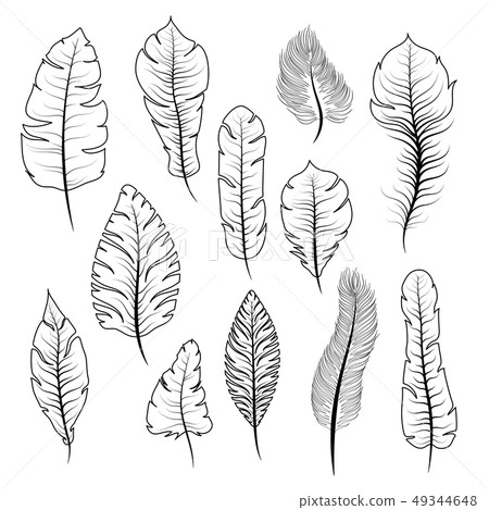 Big set of different black and white exotic feathers on white 49344648