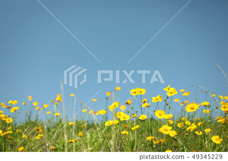 Yellow flower of riverbed 49345229