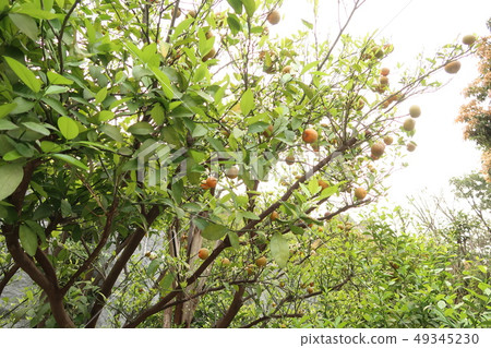 Public market in Guangdong Province Public market in Guangdong Province 49345230