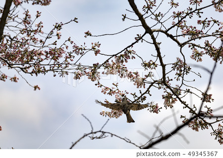 Chidorigama Sakura and Birds Chidorigama Sakura and Birds 49345367