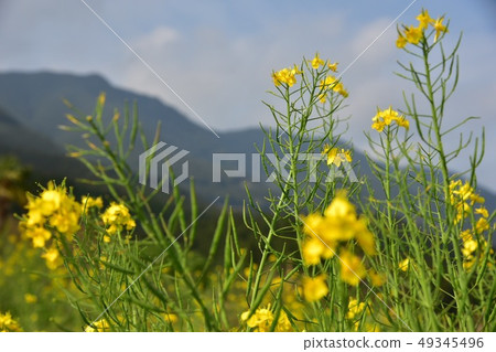 強姦開花 49345496