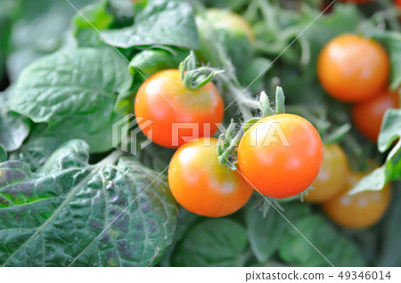 eggplant or tomato , lycopersicum esculentum eggplant or tomato , lycopersicum esculentum 49346014