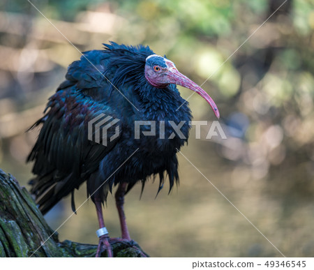 Northern Bald ibis, Geronticus eremita in the zoo 49346545
