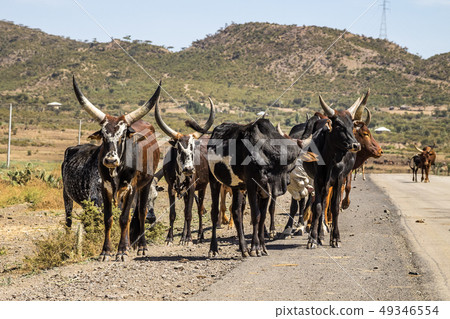 Brahman or Zebu bulls on the road to Gheralta in Tigray, Ethiopia Brahman or Zebu bulls on the road to Gheralta in Tigray, Ethiopia 49346554