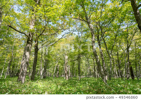 從栃木縣日光市Oku Nikko Akanuma到Otadaihara（9月） 49346860