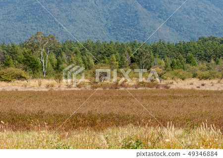 Nikko，Tochigi Oku Nikko Odashirohara女士（九月） 49346884