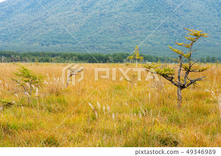 Tochigi Prefecture Nikko City Senjogahara (September) Tochigi Prefecture Nikko City Senjogahara (September) 49346989