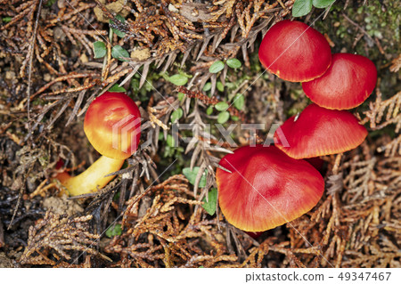 森林蘑菇 49347467