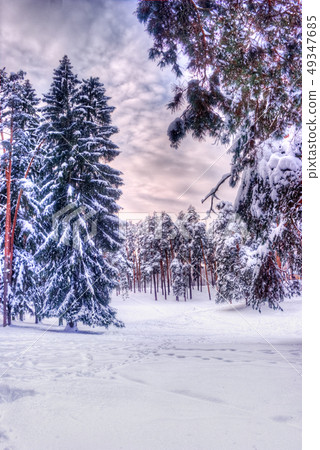Christmas winter landscape, spruce and pine trees 49347685