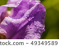 Abstraction of a purple iris flower outdoors image 49349589
