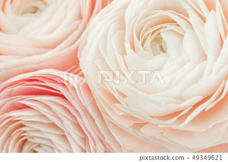 Pink colored peony or buttercup flower isolated 49349621