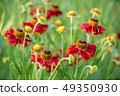 Close-up view of helenium flowers 49350930