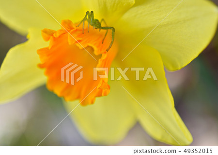 蜘蛛和水仙 49352015