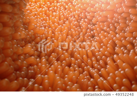 3D illustration close-up Intestinal villi. Intestine lining. Microscopic villi and capillary. Human 49352248