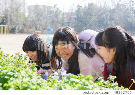 Primary school student flower bed flowers 49352795