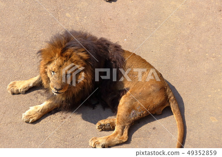 Lion (Panthera leo / Lion) 49352859