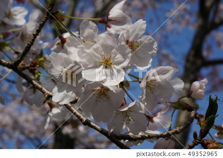 櫻桃花瓣 49352965