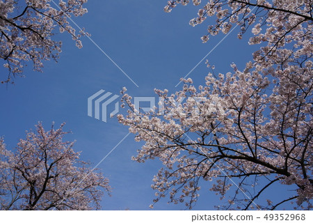 櫻花和藍天 櫻花和藍天 49352968