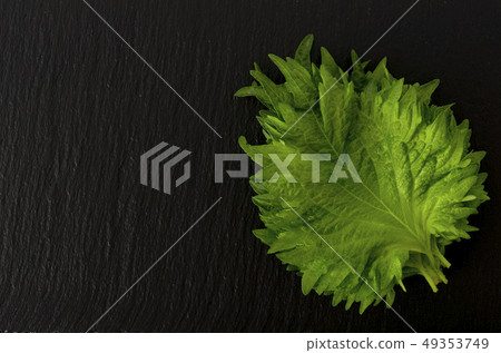 大葉子 大葉子 49353749