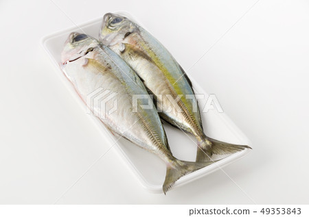 馬鯖魚,Toppak,Gachu 馬鯖魚,Toppak,Gachu 49353843