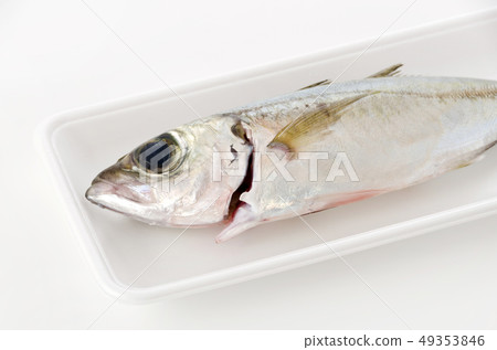 Horse mackerel, Toppak, Gachu Horse mackerel, Toppak, Gachu 49353846