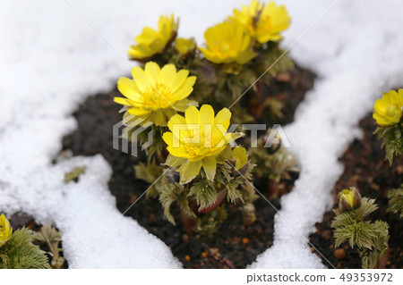 降雪和福庫格 降雪和福庫格 49353972