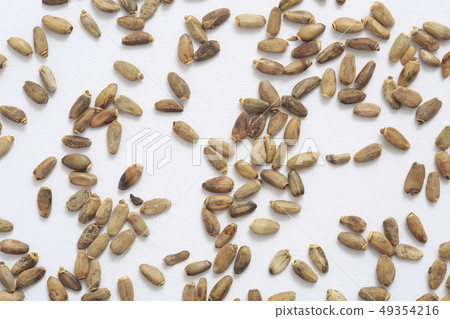 "Herb" Milk Thistle 49354216