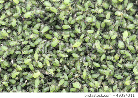 Aphid insect 49354311
