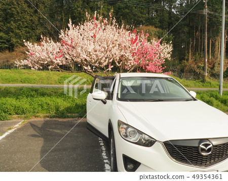 櫻花和CX-5 49354361