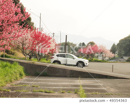 櫻花和CX-5 49354363