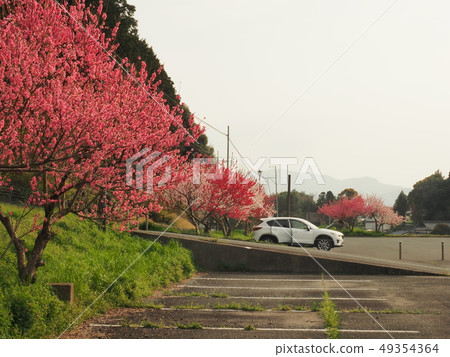 櫻花和CX-5 49354364