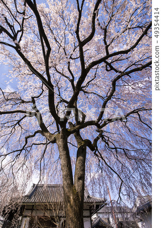 Bamboo cherry blossoms at Honmonji Bamboo cherry blossoms at Honmonji 49354414