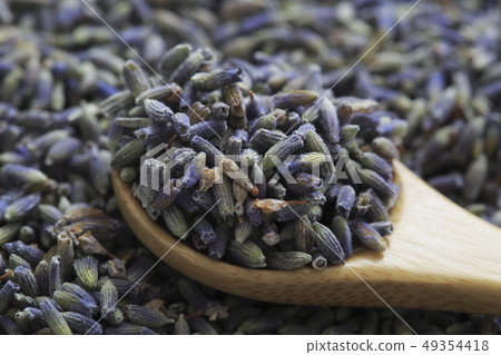 «Herb» Lavender 49354418