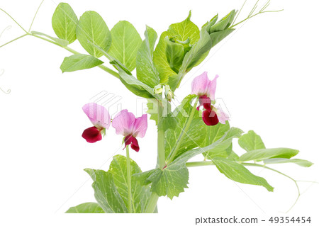 Pea flower vegetables Pea flower vegetables 49354454