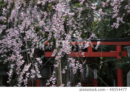 Bamboo cherry blossoms of the fireworks 49354477