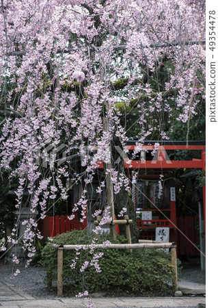 Bamboo cherry blossoms of the fireworks 49354478