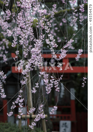 竹櫻花的煙花 49354479