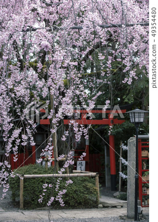 竹櫻花的煙花 49354480