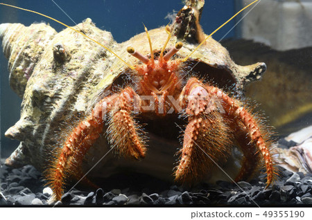 寄居蟹（Ishida Tamiya Dodkari） 49355190