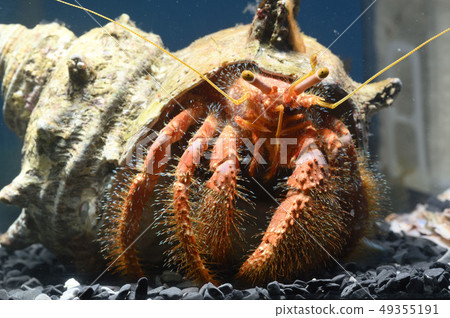 Hermit crab (Ishida Tamiya Dodkari) 49355191