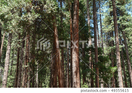 Yosemite, California, United States Yosemite, California, United States 49355615