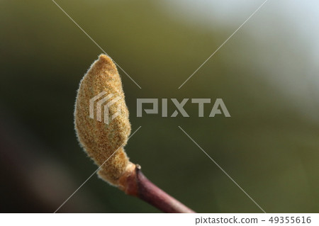 Nature plants Hakuunboku, winter buds of late March. As it is a naked sprout, it grows on the leaf as it is, and veins are faintly visible Nature plants Hakuunboku, winter buds of late March. As it is a naked sprout, it grows on the leaf as it is, and veins are faintly visible 49355616