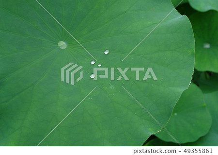 A lotus leaf A lotus leaf 49355861