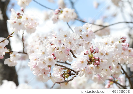 Cherry Blossoms   49358008
