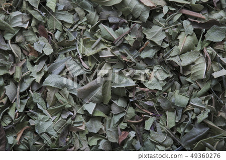 «Herb» Lemon Verbena 49360276