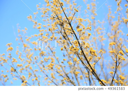 三水之花 三水之花 49361583