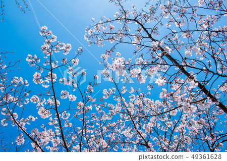 櫻花Kochibori河 49361628