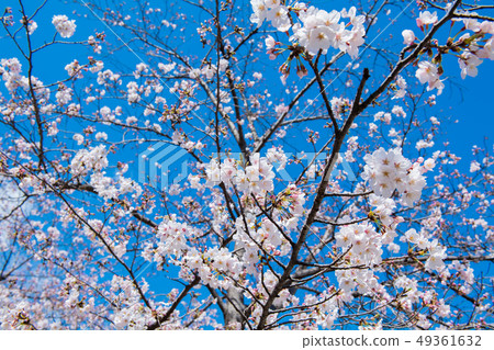 Sakura Kochibori River 49361632