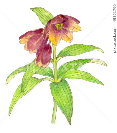 Black lily 49361790