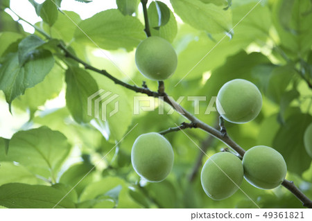 Plum tree-plum tree growing in green shade 49361821